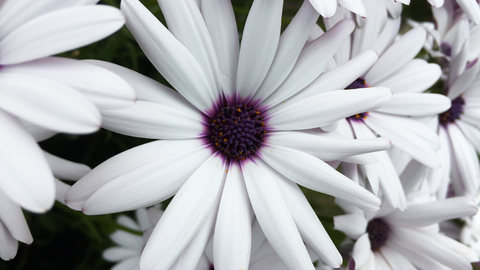 Foto von weißen Blumen mit weißen Blütenblättern und dunkler Blütenmitte.