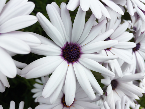 Foto von weißen Blumen mit weißen Blütenblättern und dunkler Blütenmitte.