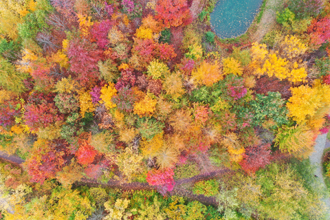 Luftaufnahme des forstbortanischen Gartens in Tharandt mit vielen herbstlichen bunten Bäumen