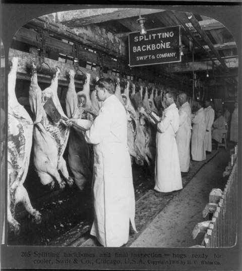 Splitting backbones and final inspection, Chicago 1906