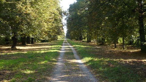 Panorama Waldweg