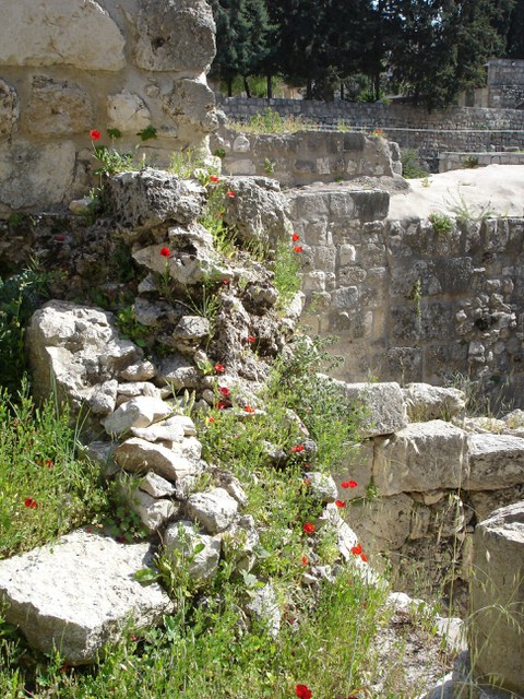 Feldblumen