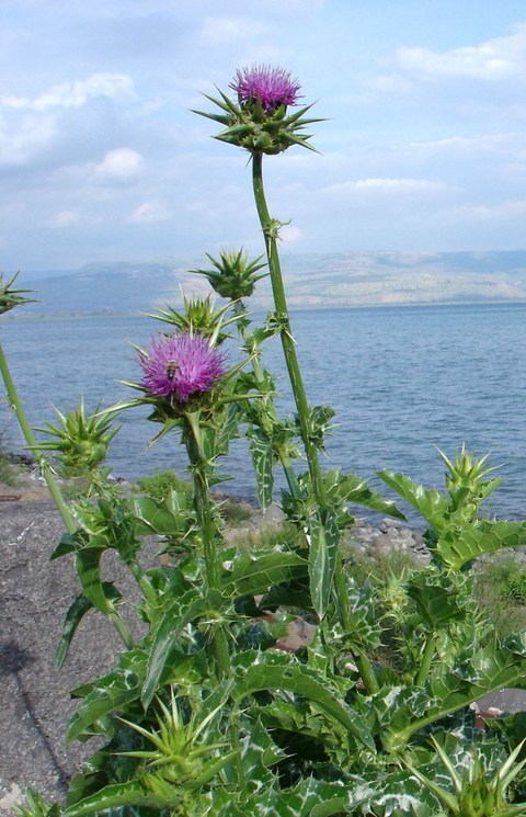 Distel