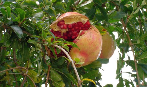 Frucht des Granatapfels