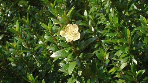 Myrtus