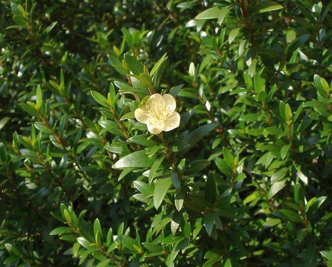 Myrtus