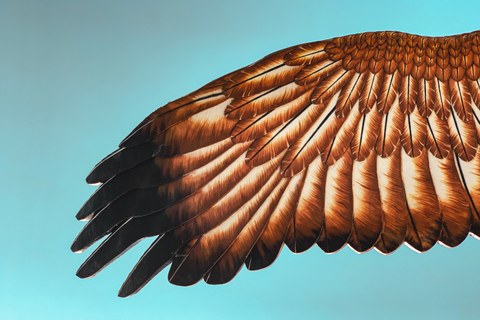 Flügel von einem Adler