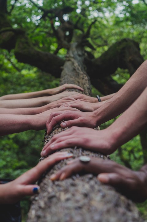 Hände berühren Baum