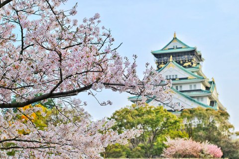 Zu sehen ist der Kaiserpalast in Kyoto eingebettet in Kirschblüten.