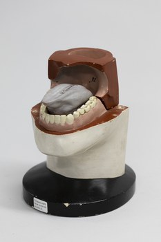 Lautbildungsmodell (Teilaufbau) von Auguste Böhme-Köhler, nach 1895