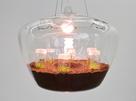 Christian Kosmas Mayer: Silene, 2019