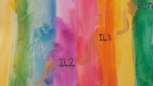 Its a watercolor picture. Bright colors form a color spectrum. The colors blend seamlessly into the next one. In the picture there are the labels IL1, IL2 and IL3 and ILn arranged in ascending order. The labels are connected with golden arrows.