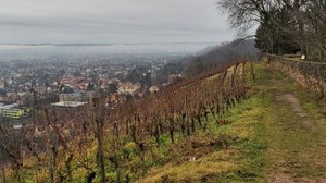 A vineyard in Dresden. It is autumn. Light fog is on the horizon.