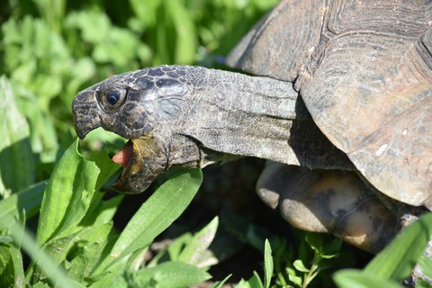 Schildkröte im Moment, als sie in ein Blatt beißt