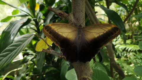 Ein Schmetterling bleibt auf dem Baum stehen