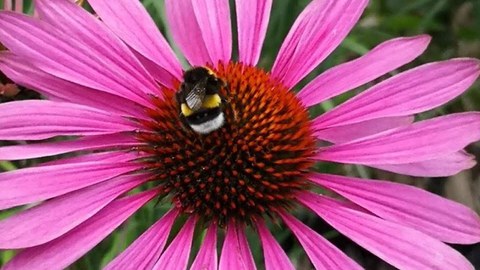 Eine Biene bleibt auf einer roten Blume stehen