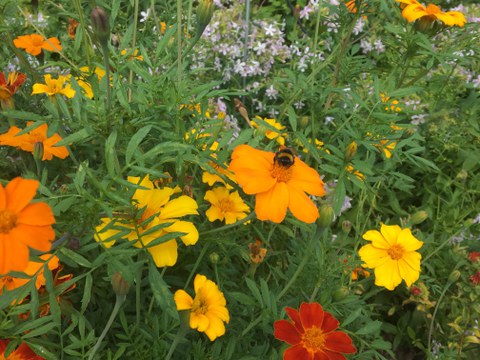 Verschiedene Arten von Blumen und eine Biene, die sich darauf niederlässt