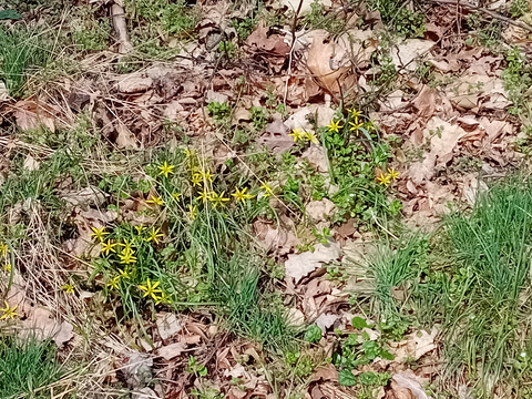 Wildblumen auf dem Feld