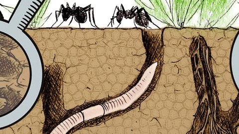 Schematische Darstellung von Bodentieren