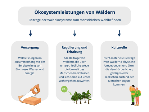 Eine Grafik, die eine große Box mit drei kleinen Boxen darunter zeigt. In der übergeordneten Box steht: Ökosystemleistungen von Wäldern. Beiträge der Waldökosysteme zum menschlichen Wohlbefinden. In den unteren 3 Boxen sind die jeweiligen Beiträge, auch Leistungen genannt, aufgelistet mit Definitionen: Versorgungsleistung (Waldleistungen im Zusammenhang mit der Bereitstellung von Biomasse, Wasser und Energie z.B. Holz), Regulierungs- und Wartungsleistung (Alle Beiträge von Wäldern, die über unterschiedliche Wege die Umwelt des Menschen beeinflussen und sich somit auf unser Wohlergehen auswirken. Z.B CO2 Speicherung) und Kulturelle Leistung (Nicht-materielle Beiträge (von Wäldern): physische Umgebungen und Orte, die dem körperlichen, geistigen oder seelischen Zustand der Menschen zugute kommen z.B. Erholung).