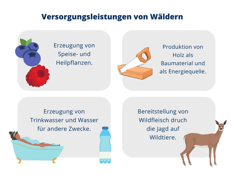 Eine Grafik mit vier Boxen über die Versorgungsleistungen von Wäldern: Erzeugung von Speise- und Heilpflanzen (z.B. Früchten oder Pilzen), Produktion von Holz als Baumaterial und als Energiequelle, Erzeugung von Trinkwasser und Wasser für andere Zwecke, Bereitstellung von Wildfleisch druch die Jagd auf Wildtiere.