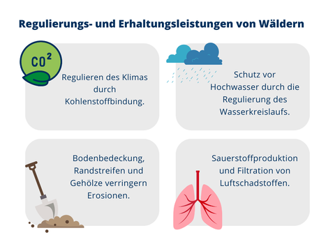 Kulturelle Leistungen von Wäldern: Eine Grafik mit vier Boxen über die Kulturelle Leistungen von Wäldern: Bildungsangebote, z.B. wissenschaftliche Untersuchungen und Umweltbildung an Walderlebniszentren; Erholungsmöglichkeiten, die unser allgemeines Wohlbefinden fördern (z. B. Wandern und Lauschen der Naturgeräusche); Ästhetische Schönheit, wie landschaftliche Aussichten in einer ruhigen Umgebung; Heimatgefühl: Der Wald als wichtiger Teil unserer Heimat, Geschichte und Kultur.