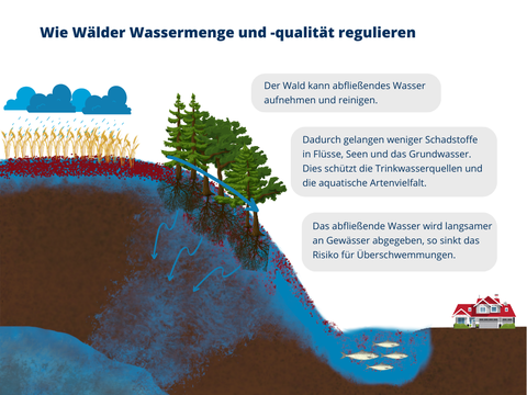 Gefährdung der Wassersicherheit ohne Wälder: Ein Bild mit einem Hügel auf dem ein Getreidefeld wächst. Es regnet über dem Getreidefeld und das Wasser wird in ein Tal gespült. Am Hang steht ein abgeholzter Wald. Abgeholzte Flächen können weniger abfließendes Wasser aufnehmen und reinigen. Schadstoffe reichern sich vermehrt in Flüssen, Seen und dem Grundwasser an. Das kann die aquatische Artenvielfalt schädigen und das Trinkwasser verseuchen. Die Erhöhte Mengen abfließenden Wassers können Flüsse zum Überlaufen bringen.