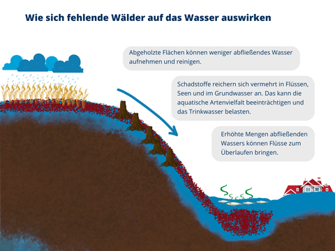 Gewährleistung der Wassersicherheit durch Wälder: Ein Bild mit einem Hügel auf dem ein Getreidefeld wächst. Es regnet über dem Getreidefeld und das Wasser wird in ein Tal gespült. Am Hang steht ein Wald. Wälder können abfließendes Wasser aufnehmen und reinigen. Dadurch gelangen weniger Schadstoffe in Flüsse, Seen und das Grundwasser. Dies schützt die Trinkwasserquellen und die aquatische Artenvielfalt. Das abfließende Wasser wird langsamer an Gewässer abgegeben, so sinkt das Risiko für Überschwemmungen.