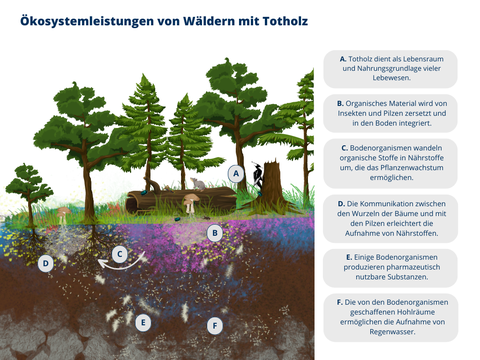 Ökosystemleistungen von Wäldern mit Totholz: Das Bild zeigt den Querschnitt durch die Erde eines Waldes mit Bäumen und Totholz auf der Erde. Die Buchstaben A – F markieren unterschiedliche Stellen auf dem Bild und erklären die Ökosystemleistungen von Wäldern in Boxen mit Text daneben. A befinden sich an einem totem Baumstumpf und zeigt, dass Totholz als Lebensraum und Nahrungsgrundlage vieler Lebewesen dienen kann. B befindet sich knapp unter der Erdoberfläche und zeigt, dass organisches Material von Insekten und Pilzen zersetzt und in den Boden integriert wird. C befindet sich an den Wurzeln von Bäumen und zeigt, dass Bodenorganismen organische Stoffe in Nährstoffe umwandeln, die das Pflanzenwachstum ermöglichen. D befindet sich an den Hyphen von Pilzen und zeigt, dass die Kommunikation zwischen den Wurzeln der Bäume und mit den Pilzen die Aufnahme von Nährstoffen erleichtert. E befindet sich im unteren Teil der Erde und zeigt, dass einige Bodenorganismen pharmazeutisch nutzbare Substanzen produzieren. F befindet sich auch im tieferen Teil der Erde und zeigt, dass die von den Bodenorganismen geschaffenen Hohlräume die Aufnahme von Regenwasser ermöglichen.