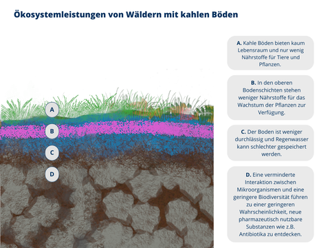 Ökosystemleistungen von Wäldern mit kahlen Boden: Das Bild zeigt den Querschnitt durch die Erde eines Waldes ohne Bäumen und ohne Totholz auf der Erde, also eine kahlen Boden. Kahle Böden bieten kaum Lebensraum und nur wenig Nährstoffe für Tiere und Pflanzen. In den oberen Bodenschichten stehen weniger Nährstoffe für das Wachstum der Pflanzen zur Verfügung. Der Boden ist weniger durchlässig und regenwasser kann schlechter absorbiert werden. Eine verminderte Interaktion zwischen Mikroorganismen und eine geringere Biodiversität führt zu einer geringeren Wahrscheinlichkeit, neue pharmazeutisch nutzbare Substanzen wie z.B. Antibiotika zu finden.