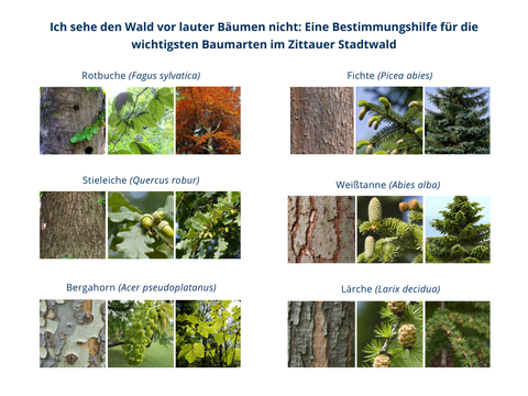 Ich sehe den Wald vor lauter Bäumen nicht: Eine Bestimmungshilfe für die wichtigsten Baumarten im Zittauer Stadtwald: Es werden mehrere Baumarten und ihre Eigenschaften der Rinde, Blätter und Früchte gezeigt. Die Baumarten sind: Rotbuche (Fagus sylvatica), Fichte (Picea abies), Stieleiche (Quercus robur), Weißtanne (Abies alba), Bergahorn (Acer pseudoplatanus), Lärche (Larix decidua).