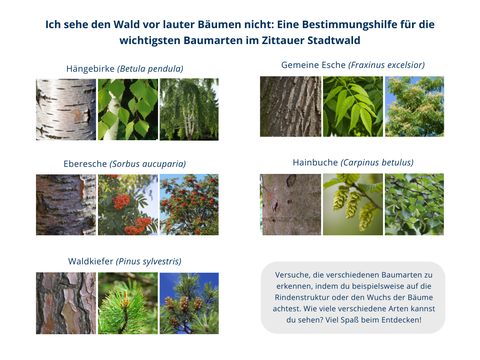 Ich sehe den Wald vor lauter Bäumen nicht: Eine Bestimmungshilfe für die wichtigsten Baumarten im Zittauer Stadtwald: Es werden mehrere Baumarten und ihre Eigenschaften der Rinde, Blätter und Früchte gezeigt. Die Baumarten sind: Hängebirke (Betula pendula), Eberesche (Sorbus aucuparia), Waldkiefer (Pinus sylvestris), Gemeine Esche (Fraxinus excelsior), Hainbuche (Carpinus betulus).