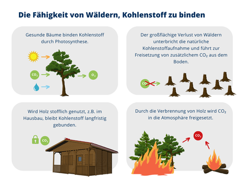 Die Fähigkeit des Waldes, Kohlenstoff zu binden: Die Grafik zeigt 4 Boxen mit verschiedenen Fähigkeiten wie Wälder Kohlenstoff binden können. 1. Gesunde Bäume speichern CO₂ durch Photosynthese. 2. Der großflächige Verlust von Wäldern unterbricht die natürliche Kohlenstoffaufnahme und führt zur Freisetzung von zusätzlichem CO₂ aus dem Boden. 3. Wird Holz stofflich genutzt, z.B. im Hausbau, bleibt das CO₂ langfristig gebunden. 4. Durch die Verbrennung von Bäumen wird CO₂ in die Atmosphäre freigesetzt.