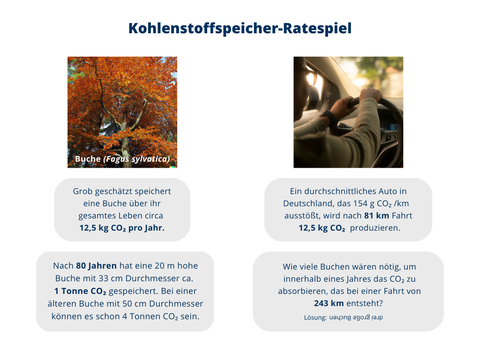 Kohlenstoffspeicher-Ratespiel: Die Grafik zeigt ein Bild einer Buche und einen Mann am mit den Händen am Steuer eines Autos. Dazu gehört ein Ratespiel zum Thema Kohlenstoff: Grob geschätzt speichert eine Buche über ihr gesamtes Leben circa 12,5 kg CO₂ pro Jahr. Nach 80 Jahren hat eine 20 m hohe Buche mit 33 cm Durchmesser ca. 1 Tonne CO₂ gespeichert. Bei einer älteren Buche mit 50cm Durchmesser können es schon 4 Tonnen CO₂ sein. Ein durchschnittliches Auto in Deutschland, das 154 g/km CO₂ ausstößt, wird nach 81 km Fahrt 12,5 kg CO₂ produzieren. Wie viele Buchen wären nötig, um innerhalb eines Jahres das CO₂ zu absorbieren, das bei einer Fahrt 243 km entsteht? Lösung: drei große Buchen.