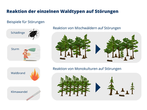 Reaktion der einzelnen Waldtypen auf Störungen: Eine Grafik, die die Reaktionen der einzelnen Waldtypen (Mischwälder und Monokultur-Wälder) auf Störungen (z.B. Schädlinge, Sturm, Waldbrand, Klimawandel) zeigt.