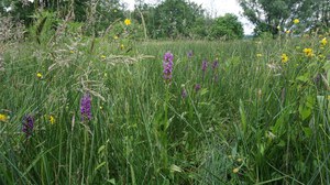 Blumenwiese