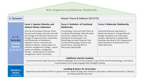 graphische Darstellung des Ablauf des Masterstudiengangs Organismic and Molecular Biodiversity