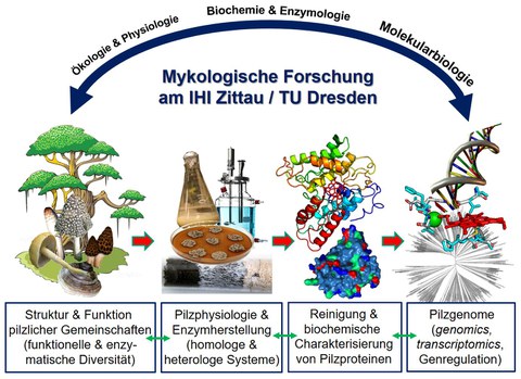 Graphische Darstellung der mykologischen Forschung am IHI Zittau: Von der Funga („Pilzflora“) der Oberlausitz, über die Zersetzung von Totholz in Wäldern, über Pilzkulturen und isolierte Enzyme im Labor bis hin zur Genomik der Pilze und ihrer speziellen Gene 