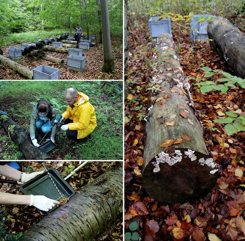 Fotos von der Beprobung von Totholz-Stämmen im Rahmen des BELongDead-Experiments (Nationalpark Hainich)