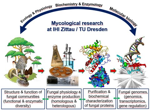 Graphic of fungal research at IHI Zittau, ranging from the Funga of Upper Lusatia, to the decomposition of dead wood in the forest, to fungal cultures and isolated enzymes in the laboratory, and eventually to fungal genomics and special fungal genes 