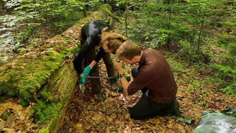 Nachwuchsforscher knien vor einem Baumstamm zur Beprobung von Totholz für eine molekularbiologische Untersuchung.