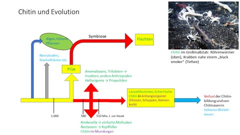 Darstellung der Bildung und Nutzung von Chitin über die biologischen Taxa
