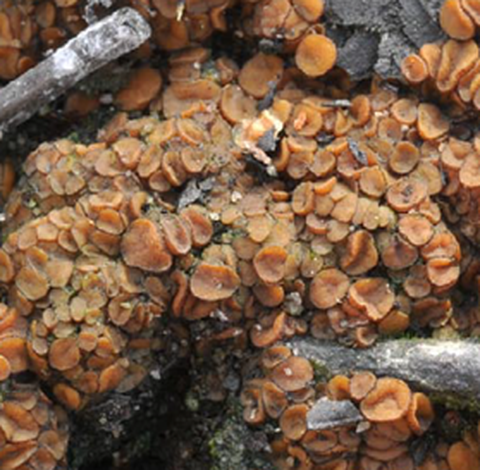 Larsens Brandstellenbecherling Anthracobia larsenii Karich & Van Vooren