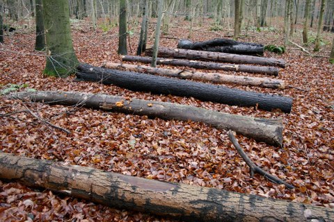 Verrottende Baumstämme des Totholzexperiments im Naturpark Hainich