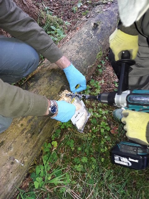 Forschende bohren ein Loch in einen Totholz-Baumstamm, um eine Probe zu nehmen