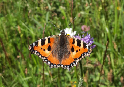 Ein Schmetterling der Art Kleiner Fuchs (Aglais urticae) auf einer Acker-Witwenblume.