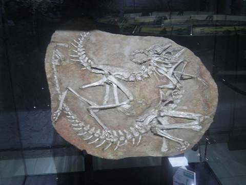 Skelette von Dinosauriern. 