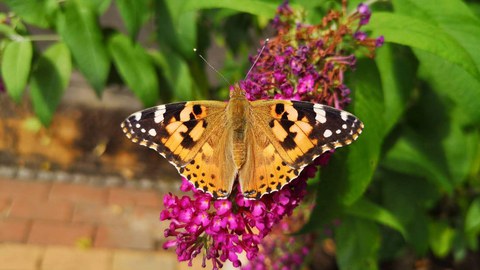 Ein orangefarbener Schmetterling hält auf Blumen