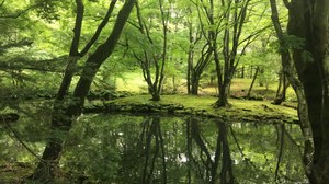 A pond surrounding by green trees