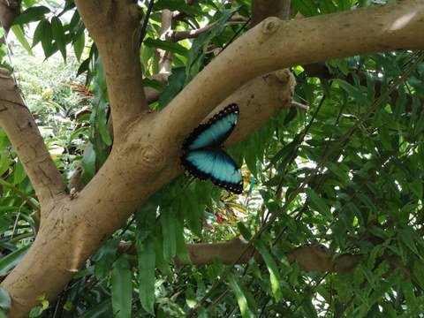 Ein blauer Schmetterling auf dem Baum
